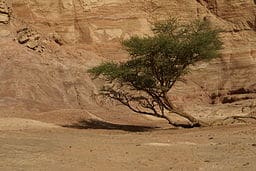 This tree in the Sinai Peninsula may have helped hydrologists discover ancient, hidden water. By Florian Prischl (Own work) [CC BY-SA 3.0 (http://creativecommons.org/licenses/by-sa/3.0) or GFDL (http://www.gnu.org/copyleft/fdl.html)], via Wikimedia Commons
