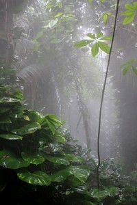 Misty rain forest
