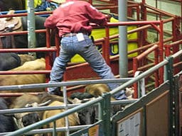 Think competitors like Jordan have a challenge? Imagine being the helper getting the bulls ready to be ridden. Don't slip! (Photo credit: Julie/Wikimedia Commons)