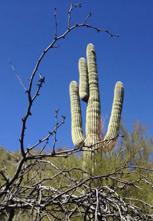 Tucson Cactus