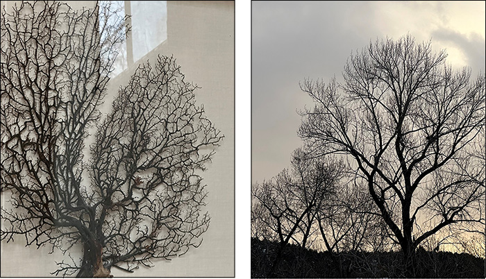 Black coral and cottonwood tree
