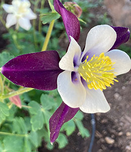 Columbine