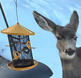 deer at bird feeder