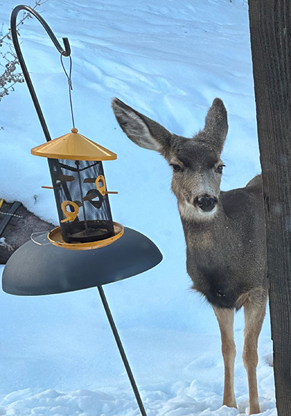 deer at bird feeder