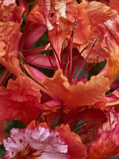 Saipan floral closeup