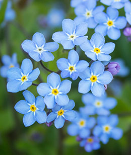 forget-me-nots