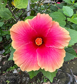 hibiscus