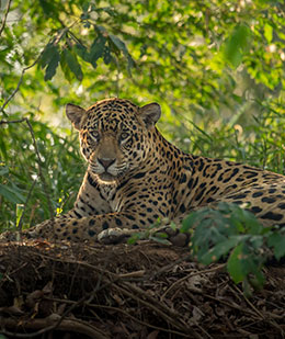 jaguar