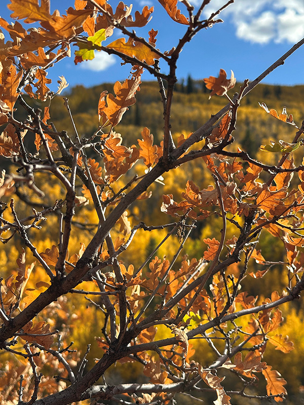 Autumn Leaves photo by Nancy Bo Flood