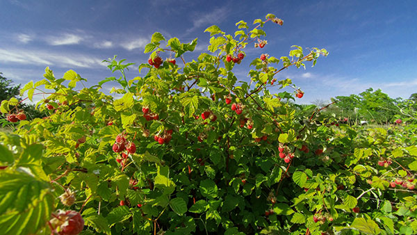 raspberry bush