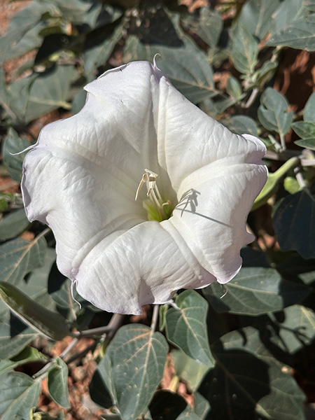 white flower Nancy Bo Flood